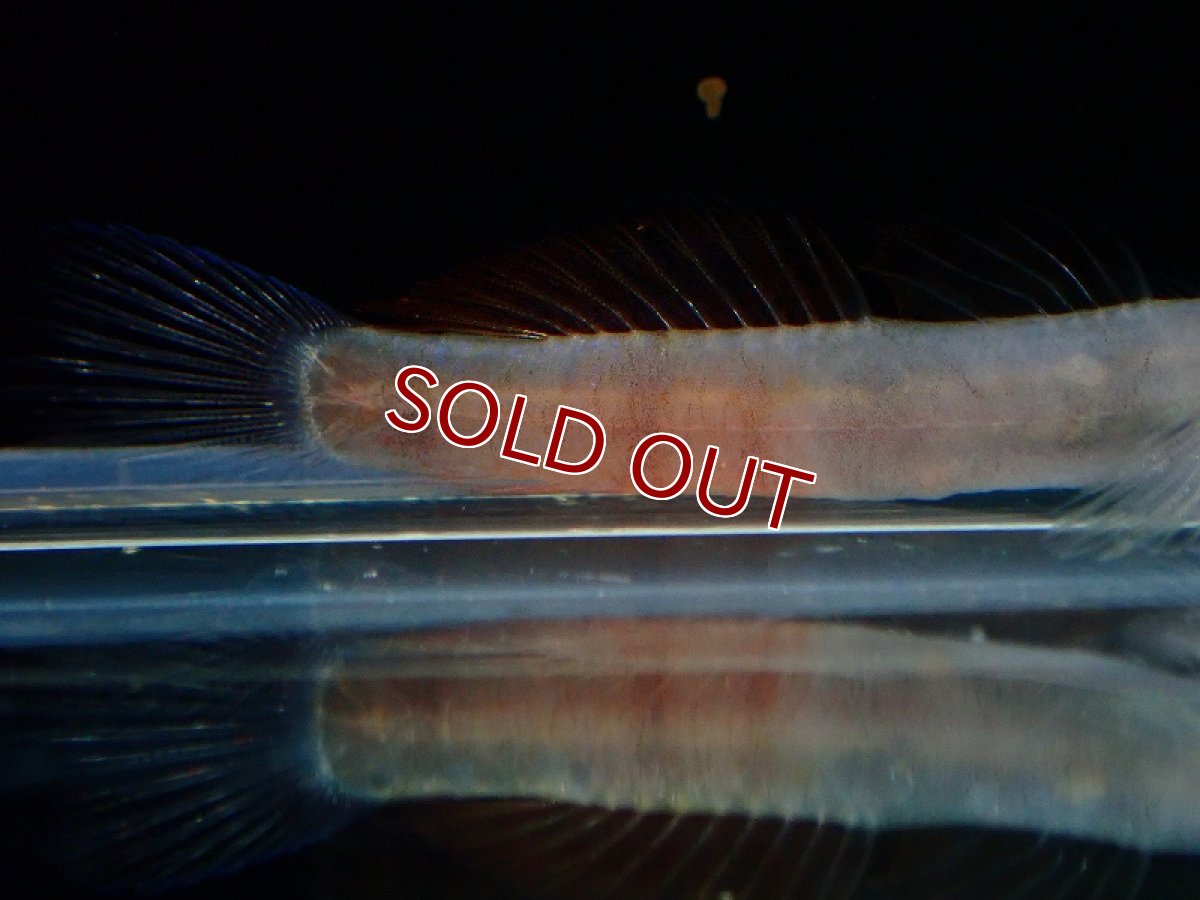 画像3: 【淡水魚】美種 アカボウズハゼ【1匹 サンプル画像】（淡水ハゼ）（生体）（熱帯魚）NK (3)