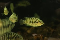 画像1: 【淡水魚】【通販】爆安 コンビクトシクリッド【1匹 サンプル画像】(±3-5cm)（大型魚）（生体）（熱帯魚）NKO (1)