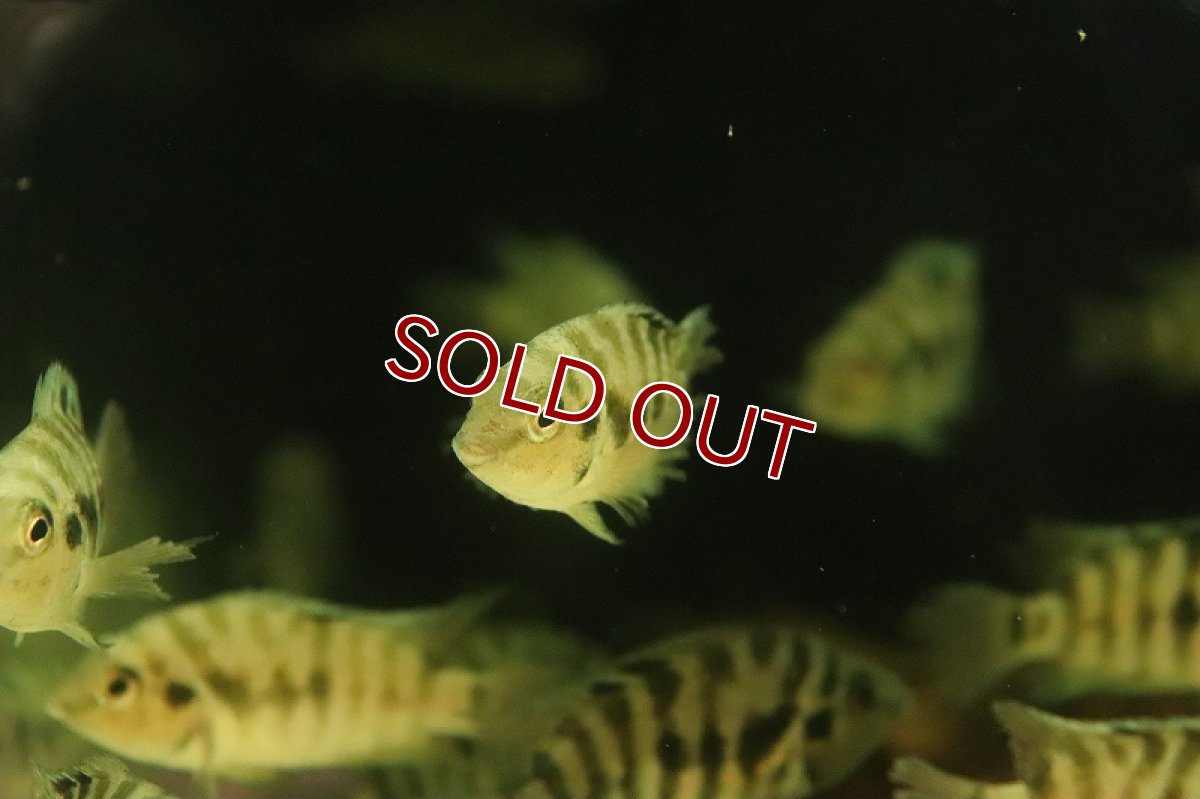 画像2: 【淡水魚】【通販】爆安 コンビクトシクリッド【1匹 サンプル画像】(±3cm)(大型魚)(生体)(熱帯魚)NKO (2)