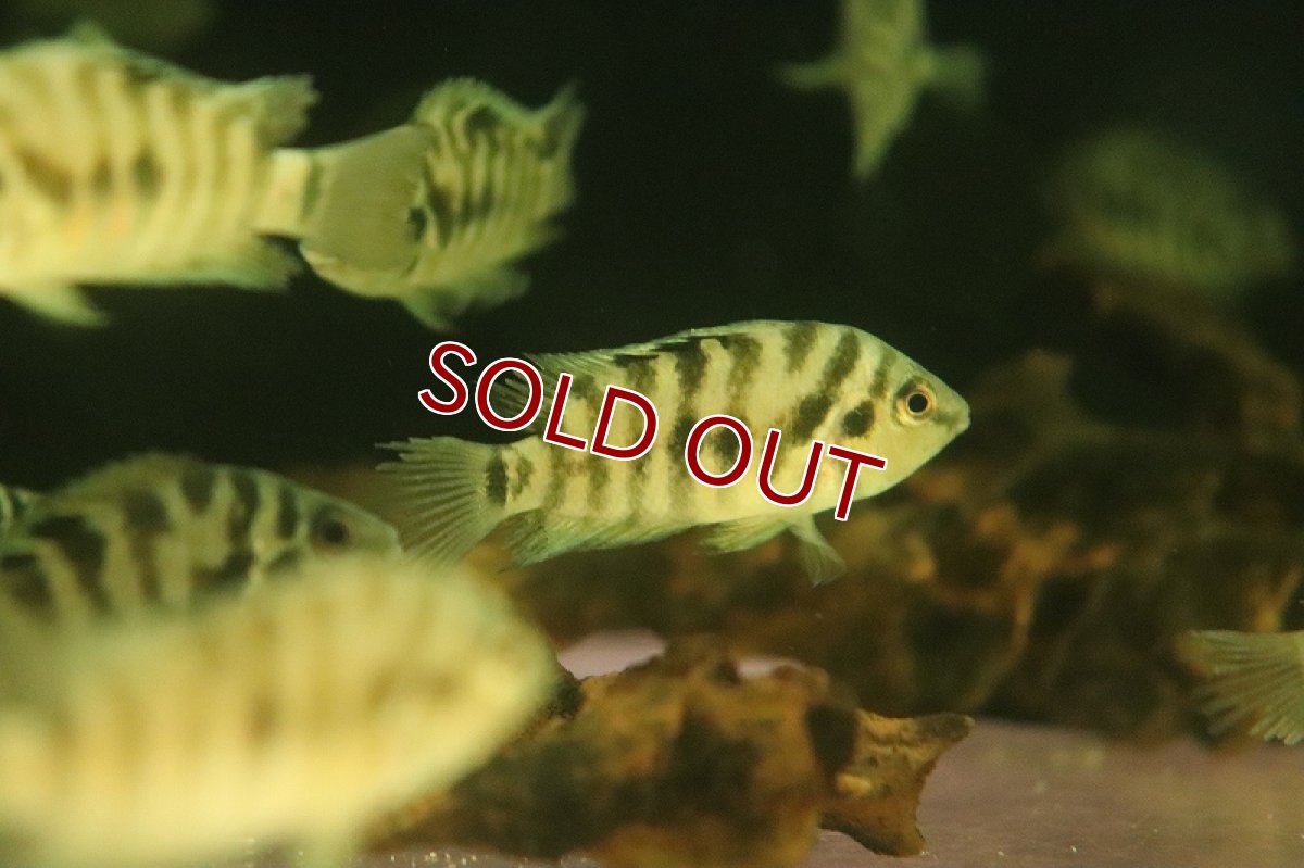 画像3: 【淡水魚】【通販】爆安 コンビクトシクリッド【1匹 サンプル画像】(±3cm)(大型魚)(生体)(熱帯魚)NKO (3)