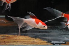 画像2: 【淡水魚】【通販】激安 売り切りセール コメット　埼玉産【1匹 サンプル画像】（金魚）（生体）（熱帯魚）NK (2)