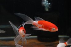 画像3: 【淡水魚】【通販】激安 売り切りセール コメット　埼玉産【1匹 サンプル画像】（金魚）（生体）（熱帯魚）NK (3)