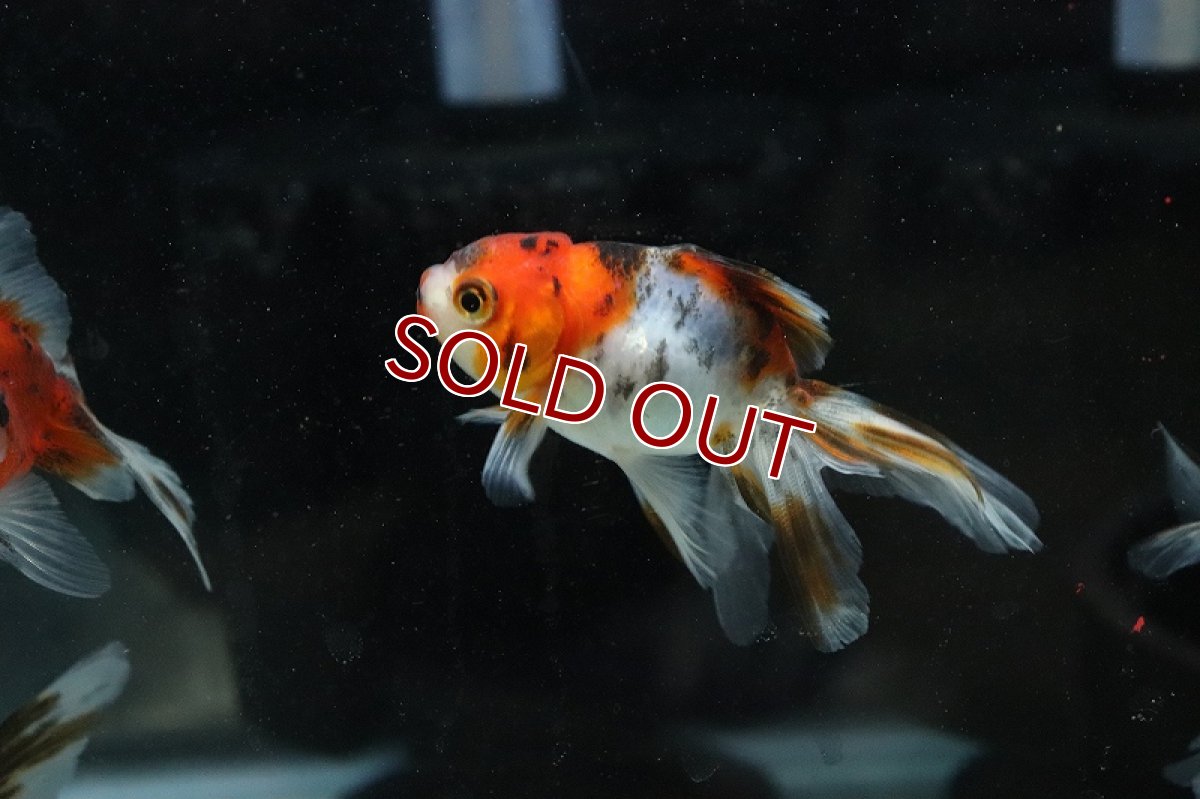 画像2: 【淡水魚】東錦 長野飯田産【1匹 サンプル画像】（金魚）（生体）（熱帯魚）NK (2)