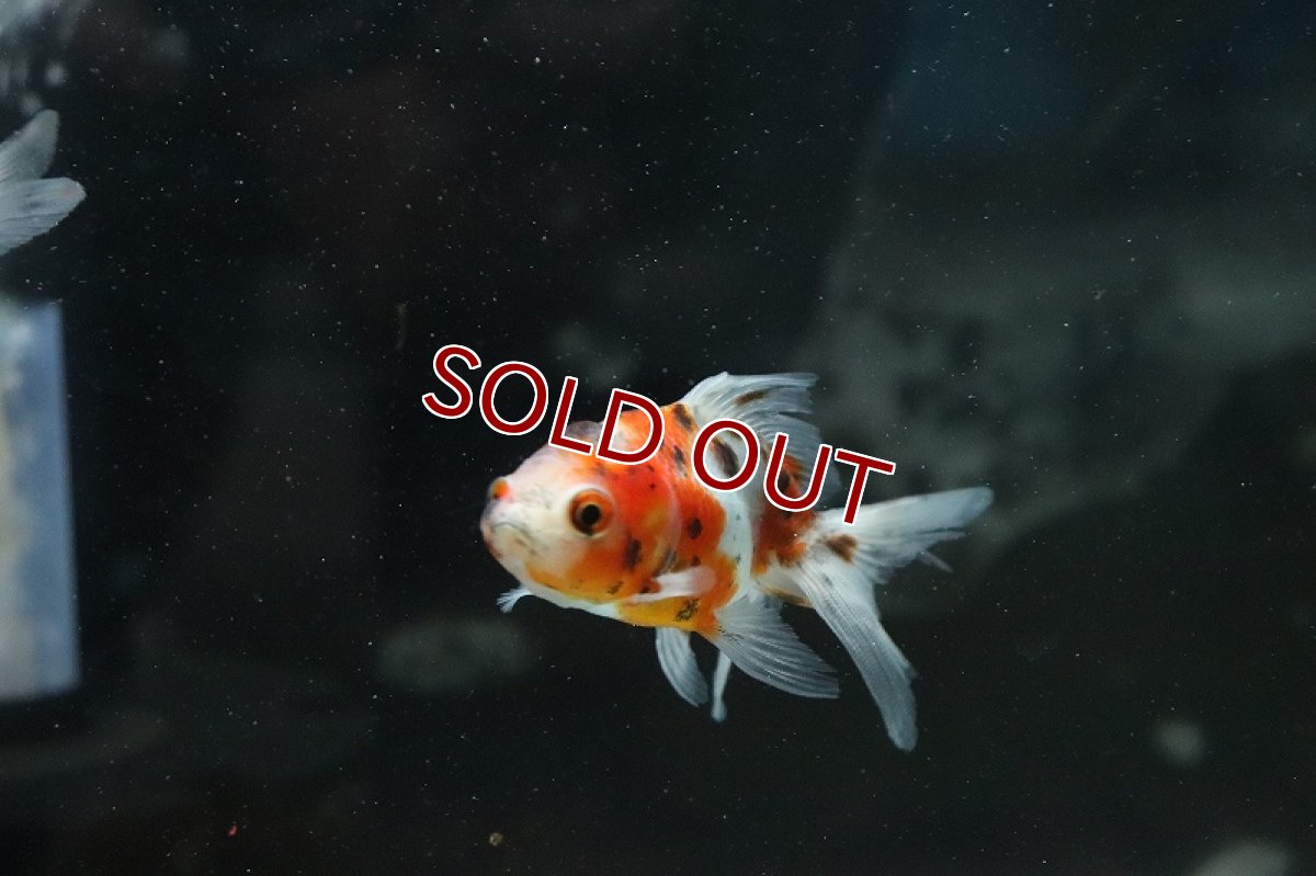 画像3: 【淡水魚】東錦 長野飯田産【1匹 サンプル画像】（金魚）（生体）（熱帯魚）NK (3)