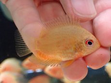 画像1: 【淡水魚】【通販】大特価 ゴールデンセベラム【1匹 サンプル画像】(±3cm)（大型魚）（生体）（熱帯魚）NKO (1)