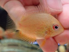 画像2: 【淡水魚】【通販】大特価 ゴールデンセベラム【1匹 サンプル画像】(±3cm)（大型魚）（生体）（熱帯魚）NKO (2)