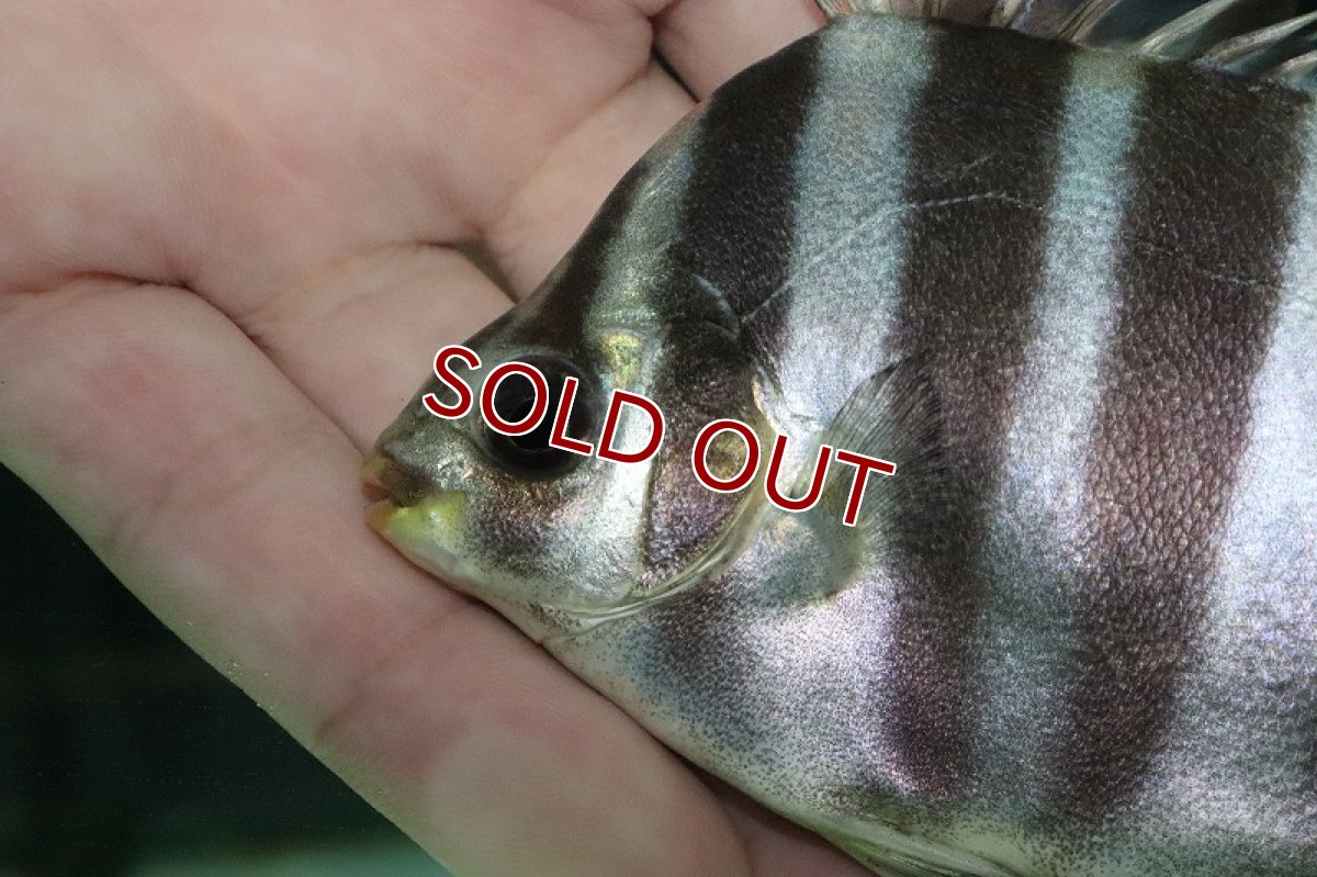 画像2: 【淡水魚】爆安 アフリカンスキャットファーガス【1匹 サンプル画像】(±10.5cm)（大型魚）（生体）（熱帯魚）NKO (2)