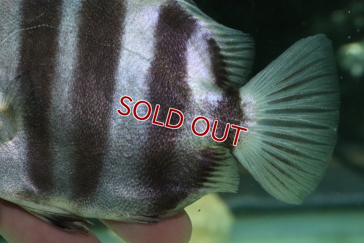 画像3: 【淡水魚】爆安 アフリカンスキャットファーガス【1匹 サンプル画像】(±10.5cm)（大型魚）（生体）（熱帯魚）NKO (3)