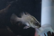 画像1: 【淡水魚】難あり オーストラリアン バラマンディ【1匹 サンプル画像】(±10-13cm)（大型魚）（生体）（熱帯魚）NKO (1)