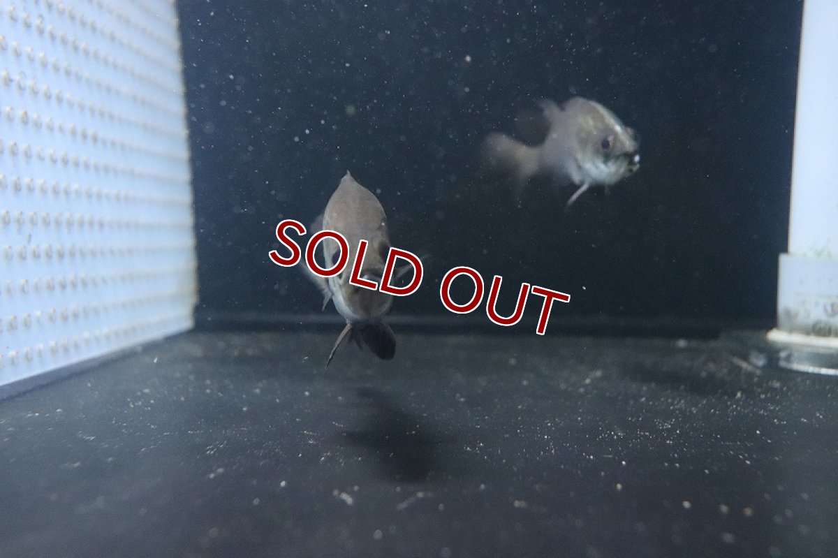 画像2: 【淡水魚】難あり オーストラリアン バラマンディ【1匹 サンプル画像】(±10-13cm)（大型魚）（生体）（熱帯魚）NKO (2)