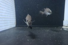 画像2: 【淡水魚】難あり オーストラリアン バラマンディ【1匹 サンプル画像】(±10-13cm)（大型魚）（生体）（熱帯魚）NKO (2)
