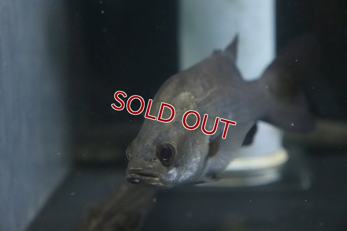 画像3: 【淡水魚】難あり オーストラリアン バラマンディ【1匹 サンプル画像】(±10-13cm)（大型魚）（生体）（熱帯魚）NKO (3)