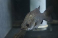 画像3: 【淡水魚】難あり オーストラリアン バラマンディ【1匹 サンプル画像】(±10-13cm)（大型魚）（生体）（熱帯魚）NKO (3)