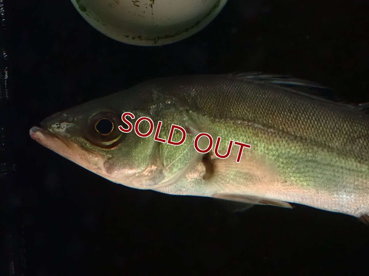 画像2: 【淡水魚】H採取便 純淡水管理 マルスズキ （セイゴ） ワイルド【1匹 サンプル画像】(±25-26cm)（大型魚）（生体）（熱帯魚）NKO (2)