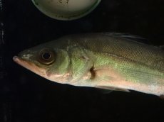 画像2: 【淡水魚】【通販】H採取便 純淡水管理 マルスズキ （セイゴ） ワイルド【1匹 サンプル画像】(±25-26cm)（大型魚）（生体）（熱帯魚）NKO (2)