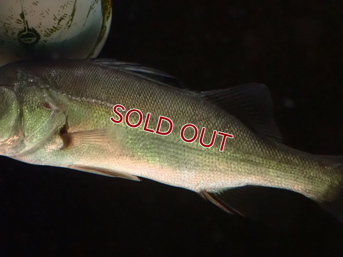 画像3: 【淡水魚】H採取便 純淡水管理 マルスズキ （セイゴ） ワイルド【1匹 サンプル画像】(±25-26cm)（大型魚）（生体）（熱帯魚）NKO (3)