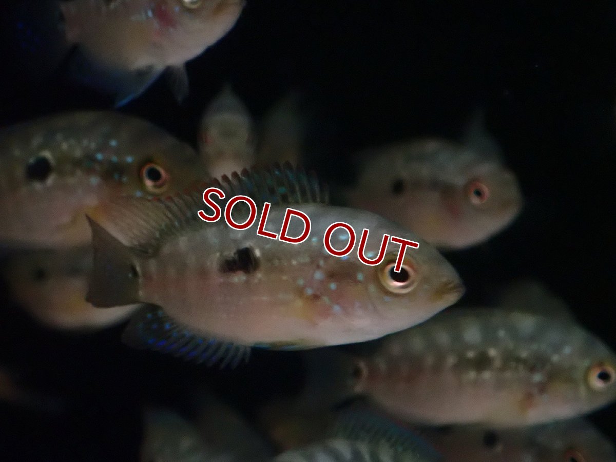 画像2: 【淡水魚】【通販】ジャックデンプシー【1匹 サンプル画像】（大型魚）（生体）（熱帯魚）NKO (2)