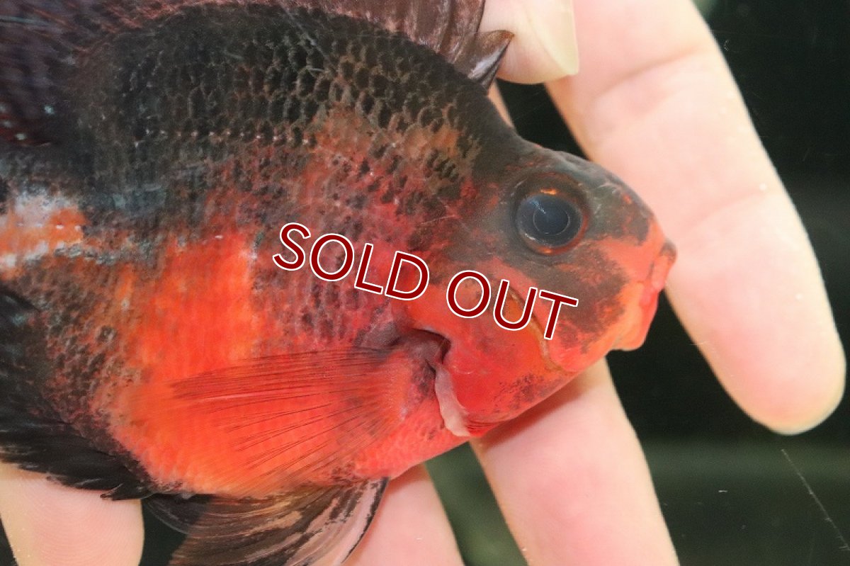 画像2: 【淡水魚】【通販】超激レア 極赤 フラワーホーンスーパーレッドパロット【1匹 サンプル画像】(±9-10cm)（大型魚）（生体）（熱帯魚）NKO (2)