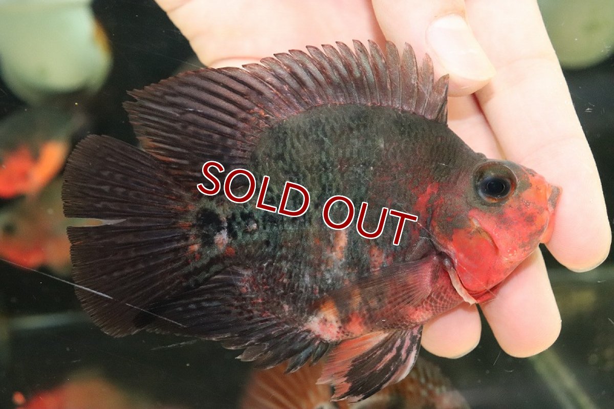 画像3: 【淡水魚】【通販】超激レア 極赤 フラワーホーンスーパーレッドパロット【1匹 サンプル画像】(±9-10cm)（大型魚）（生体）（熱帯魚）NKO (3)