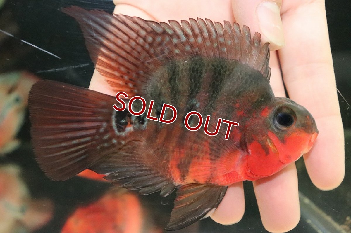 画像4: 【淡水魚】【通販】超激レア 極赤 フラワーホーンスーパーレッドパロット【1匹 サンプル画像】(±9-10cm)（大型魚）（生体）（熱帯魚）NKO (4)