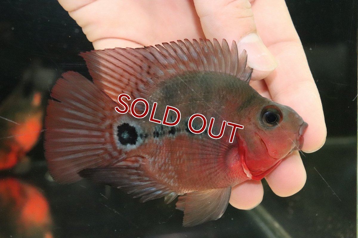 画像5: 【淡水魚】【通販】超激レア 極赤 フラワーホーンスーパーレッドパロット【1匹 サンプル画像】(±9-10cm)（大型魚）（生体）（熱帯魚）NKO (5)