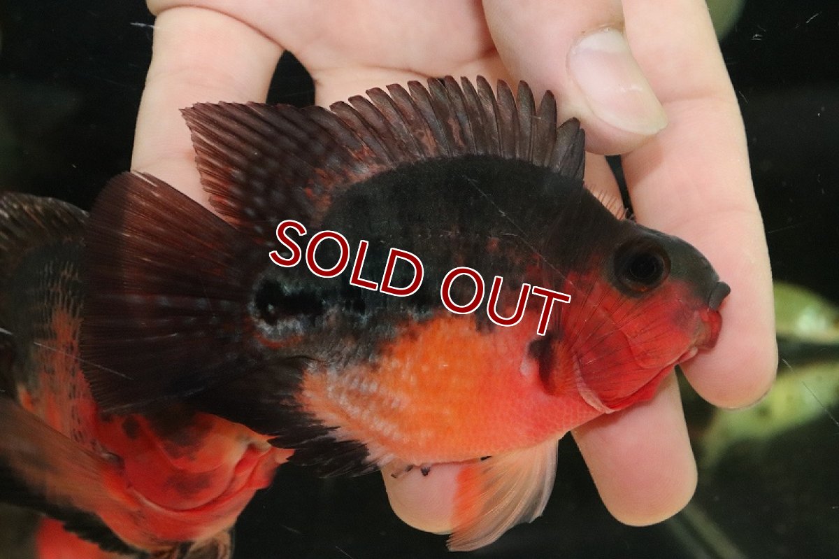 画像6: 【淡水魚】【通販】超激レア 極赤 フラワーホーンスーパーレッドパロット【1匹 サンプル画像】(±9-10cm)（大型魚）（生体）（熱帯魚）NKO (6)