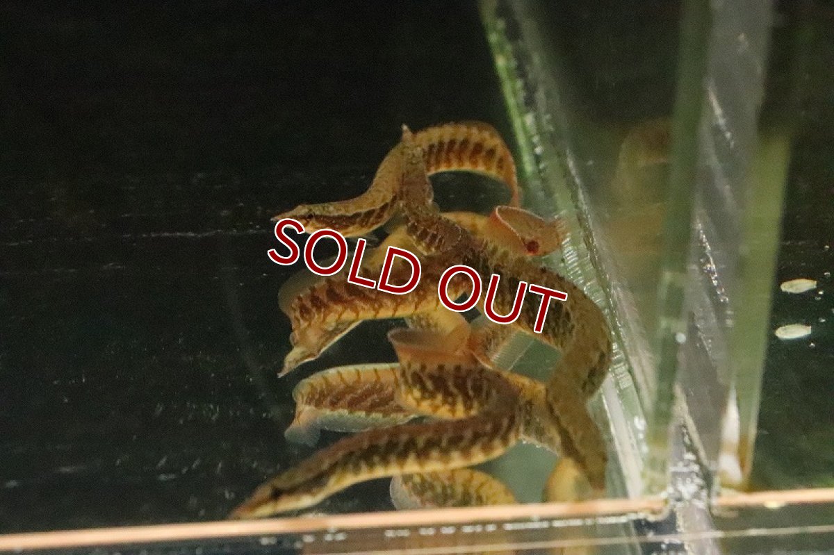 画像2: 【淡水魚】【通販】爆安 大きめ バンデットスパイニーイール【1匹 サンプル画像】(±10-12cm)（大型魚）（生体）（熱帯魚）NKO (2)