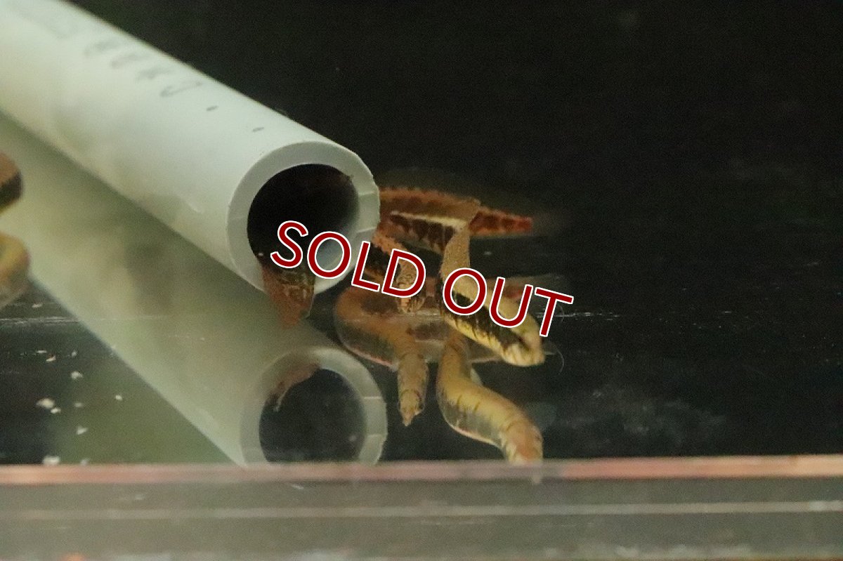 画像3: 【淡水魚】【通販】爆安 大きめ バンデットスパイニーイール【1匹 サンプル画像】(±10-12cm)（大型魚）（生体）（熱帯魚）NKO (3)