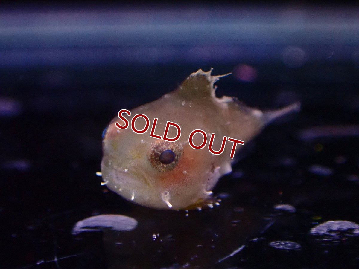 画像2: 【海水魚】【通販】激レア 人工飼料OK ダンゴウオ【1匹 サンプル画像】(±1cm)(淡水魚スタッフがおすすめす海水魚)(生体)(熱帯魚)NKKG (2)