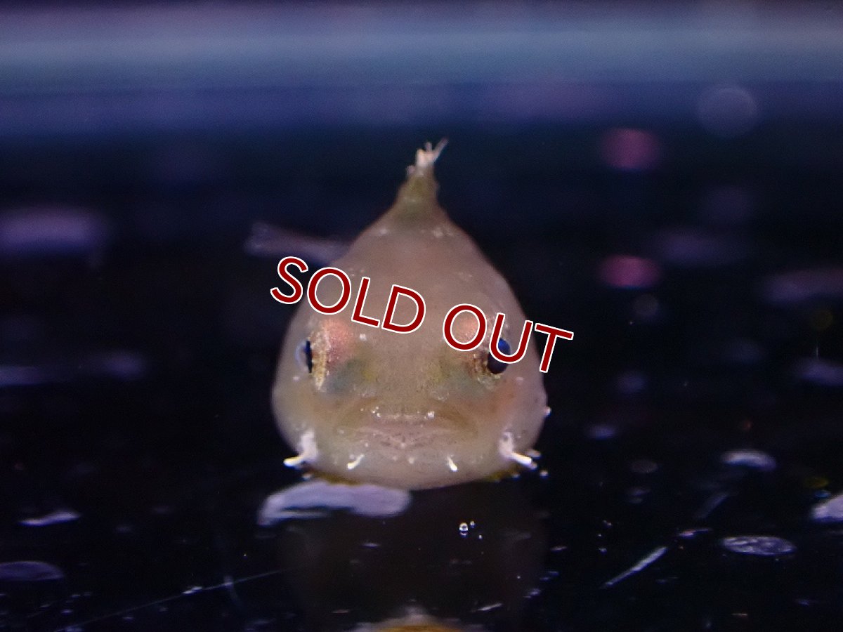 画像3: 【海水魚】【通販】激レア 人工飼料OK ダンゴウオ【1匹 サンプル画像】(±1cm)(淡水魚スタッフがおすすめす海水魚)(生体)(熱帯魚)NKKG (3)