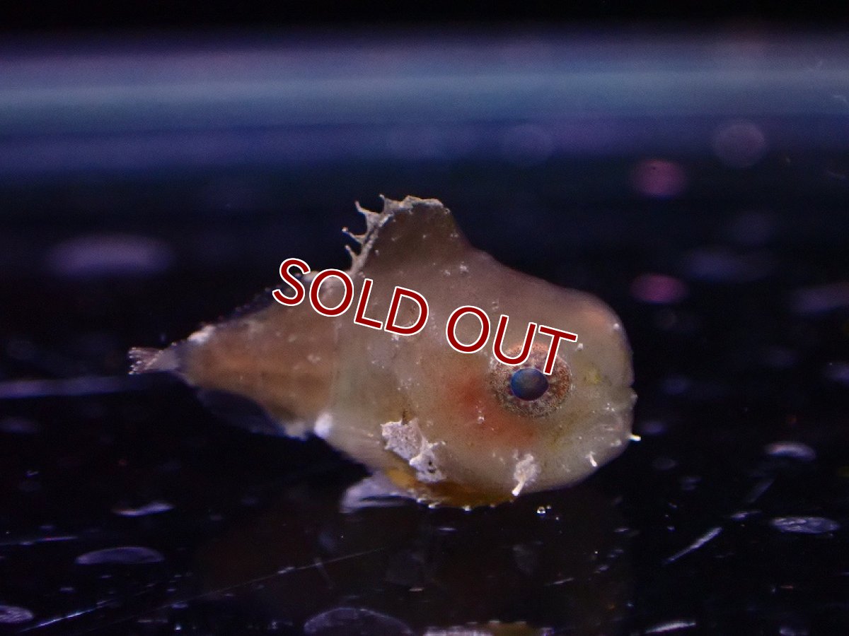 画像4: 【海水魚】【通販】激レア 人工飼料OK ダンゴウオ【1匹 サンプル画像】(±1cm)(淡水魚スタッフがおすすめす海水魚)(生体)(熱帯魚)NKKG (4)