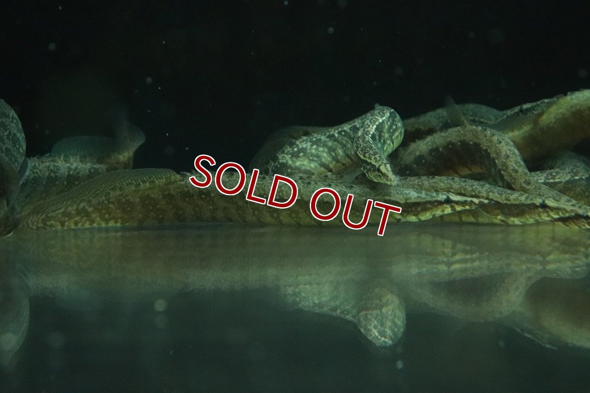 画像2: 【淡水魚】【通販】激安 ジグザグスパイニーイール【1匹 サンプル画像】(±10cm)（大型魚）（生体）（熱帯魚）NKO (2)