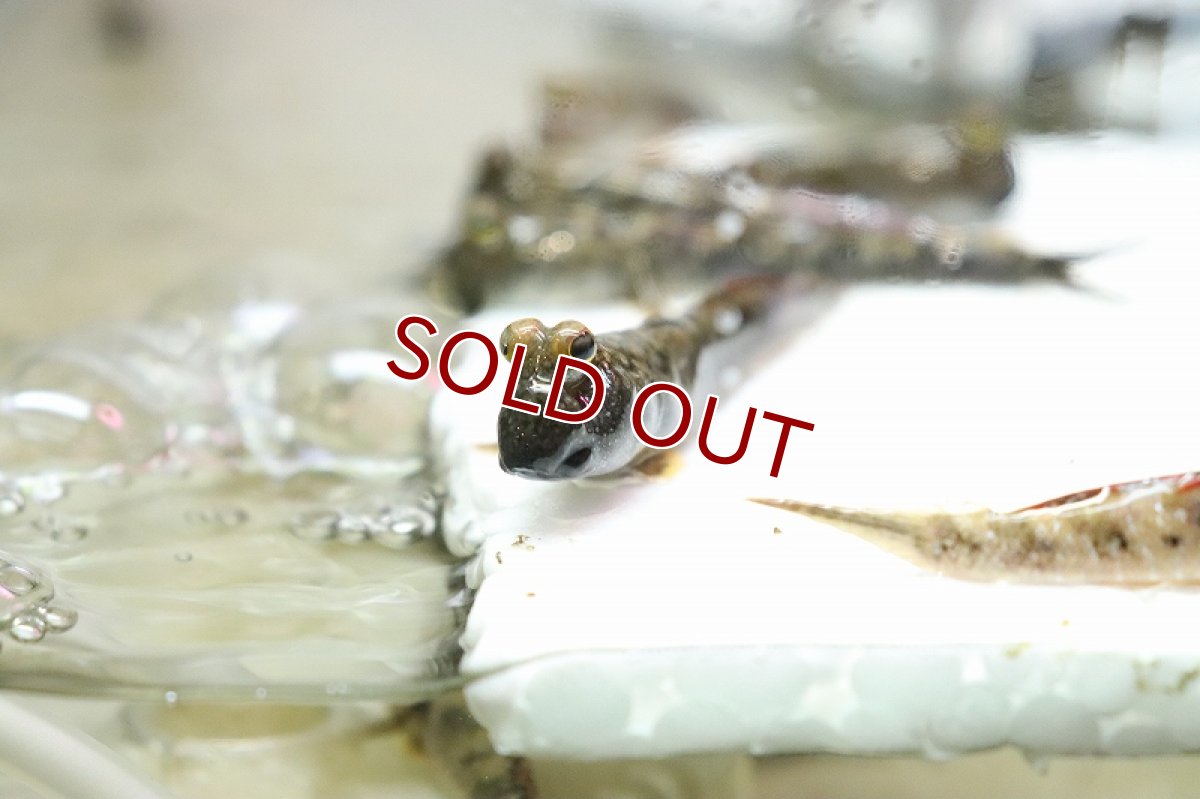 画像2: 【淡水魚】【通販】激安 マッドスキッパー(トビハゼ)【1匹 サンプル画像】（生体）（熱帯魚）NK (2)