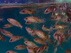 画像1: 【淡水魚】【通販】爆安 オーストラリアンバラマンディ【1匹 サンプル画像】(±2-3cm)（大型魚）（生体）（熱帯魚）NKO (1)
