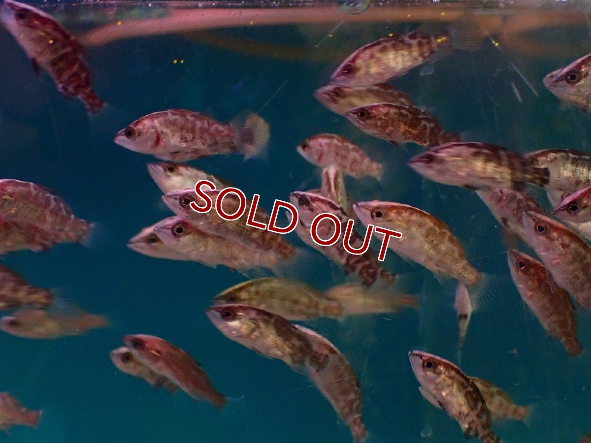 画像2: 【淡水魚】【通販】爆安 オーストラリアンバラマンディ【1匹 サンプル画像】(±2-3cm)（大型魚）（生体）（熱帯魚）NKO (2)