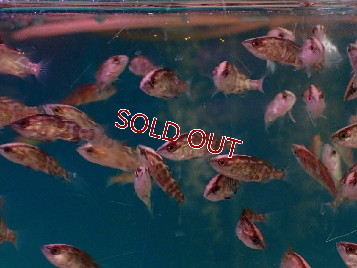 画像3: 【淡水魚】【通販】爆安 オーストラリアンバラマンディ【1匹 サンプル画像】(±2-3cm)（大型魚）（生体）（熱帯魚）NKO (3)