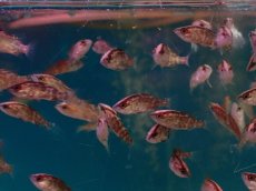 画像3: 【淡水魚】【通販】爆安 オーストラリアンバラマンディ【1匹 サンプル画像】(±2-3cm)（大型魚）（生体）（熱帯魚）NKO (3)