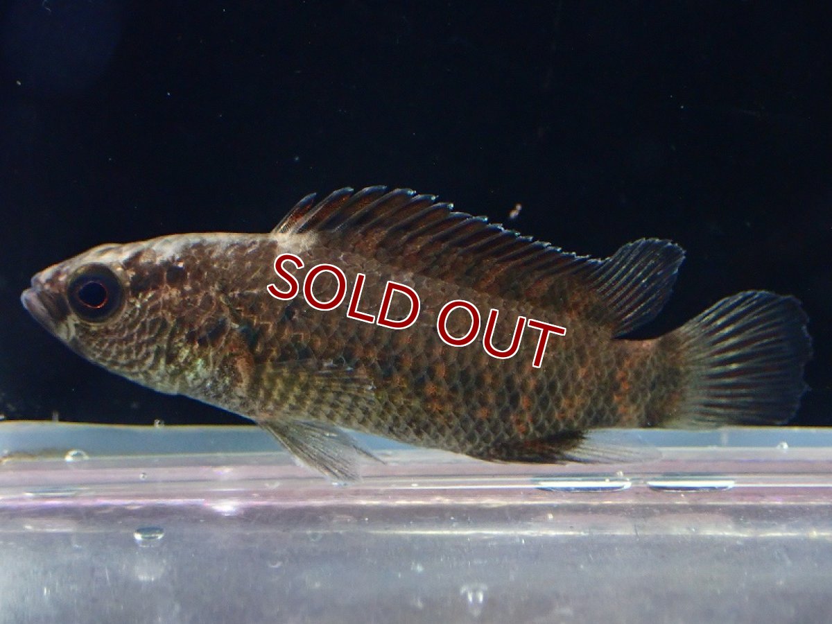 画像2: 【淡水魚】【通販】バジス ブルマニクス【1匹 サンプル画像】(±4cm)（生体）（熱帯魚）NKP (2)