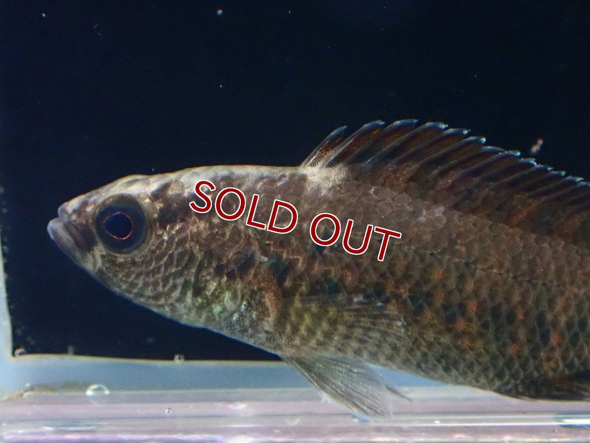 画像3: 【淡水魚】【通販】バジス ブルマニクス【1匹 サンプル画像】(±4cm)（生体）（熱帯魚）NKP (3)