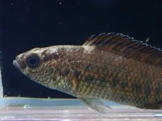 画像3: 【淡水魚】【通販】バジス ブルマニクス【1匹 サンプル画像】(±4cm)（生体）（熱帯魚）NKP (3)