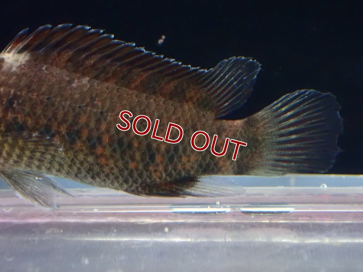 画像4: 【淡水魚】【通販】バジス ブルマニクス【1匹 サンプル画像】(±4cm)（生体）（熱帯魚）NKP (4)