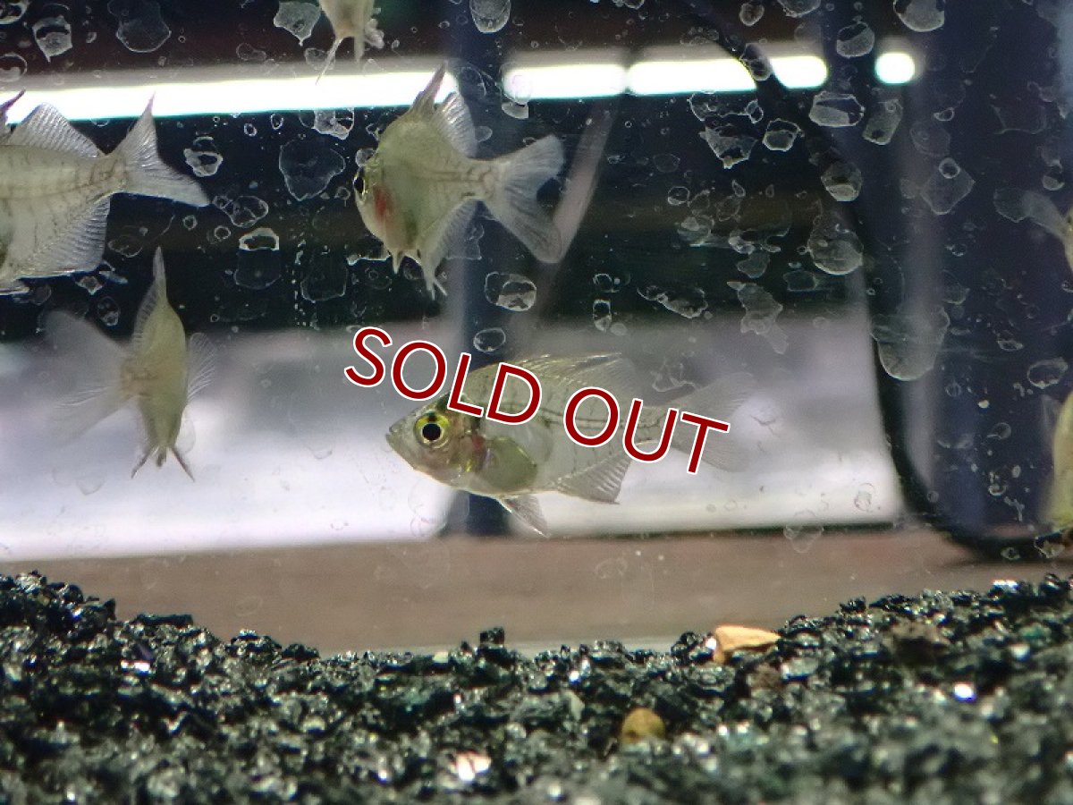 画像3: 【淡水魚】【通販】爆安 グラスフィッシュ【1匹 サンプル画像】（生体）（熱帯魚）NK (3)