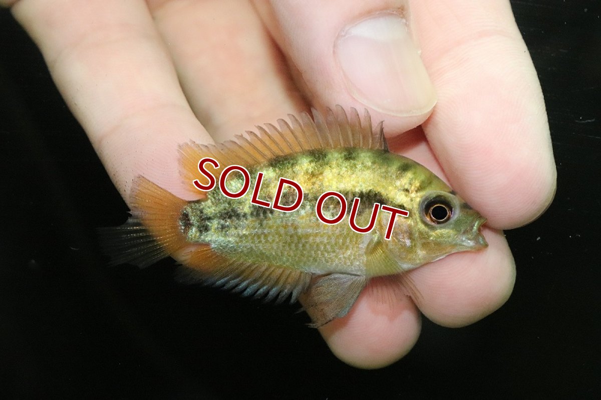 画像2: 【淡水魚】【通販】爆安 レインボーシクリッド【1匹 サンプル画像】(±6-7cm)（大型魚）（生体）（熱帯魚）NKO (2)