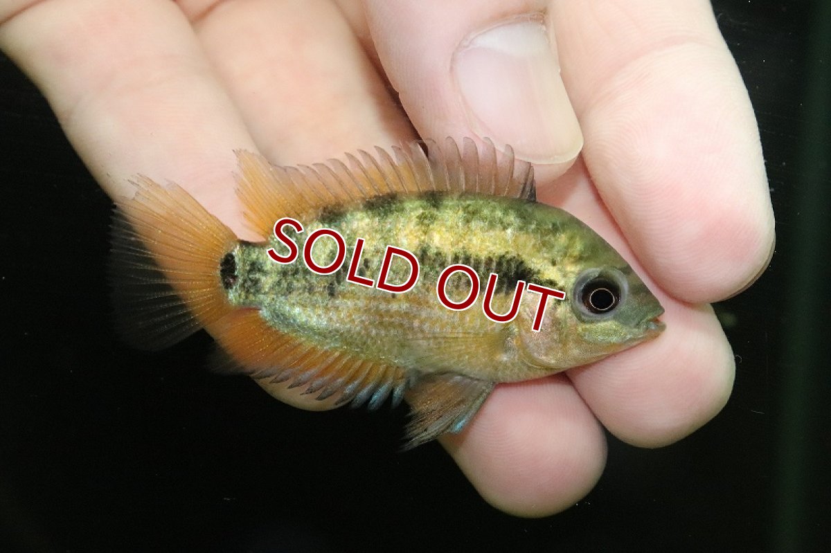 画像3: 【淡水魚】【通販】爆安 レインボーシクリッド【1匹 サンプル画像】(±6-7cm)（大型魚）（生体）（熱帯魚）NKO (3)