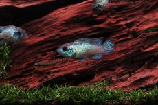 画像1: 【淡水魚】【通販】激安 コバルトブルーアカラ【1匹 サンプル画像】（大型魚）（生体）（熱帯魚）NKO (1)