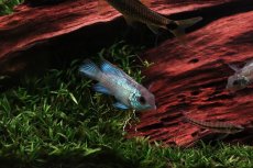 画像2: 【淡水魚】【通販】激安 コバルトブルーアカラ【1匹 サンプル画像】（大型魚）（生体）（熱帯魚）NKO (2)