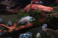 画像3: 【淡水魚】【通販】激安 コバルトブルーアカラ【1匹 サンプル画像】（大型魚）（生体）（熱帯魚）NKO (3)