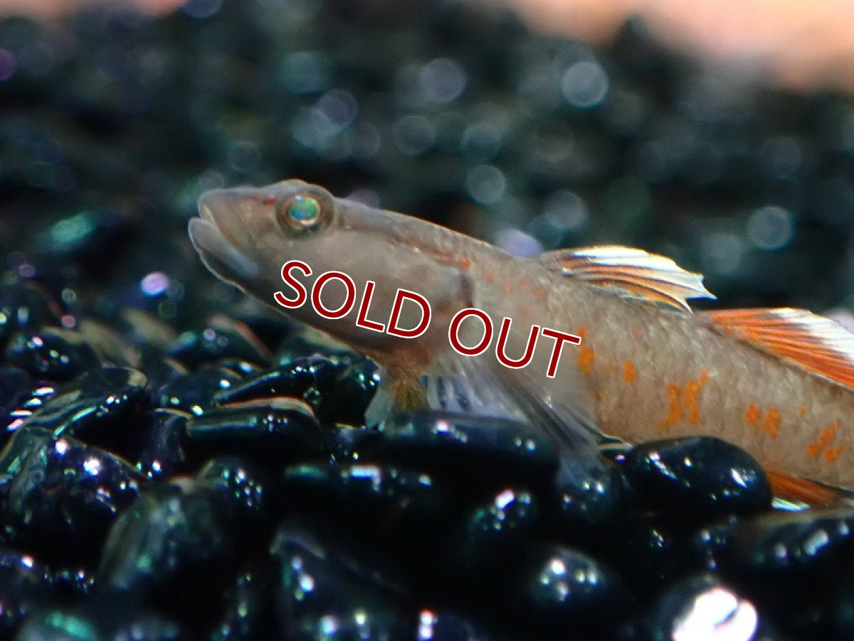 画像2: 【淡水魚】【通販】レア種 リノゴビウス ゾウイ【1匹 サンプル画像】（淡水ハゼ）（生体）（熱帯魚）NK (2)