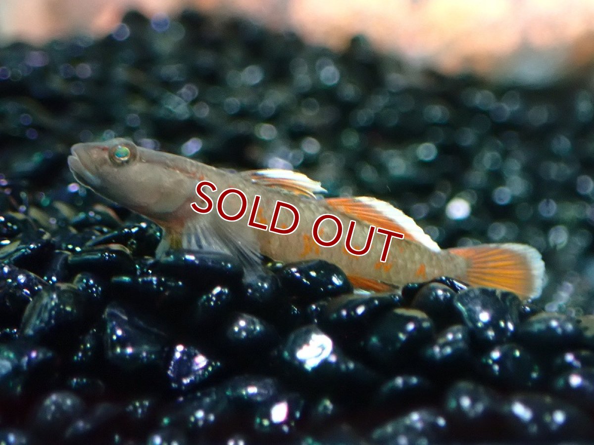 画像3: 【淡水魚】【通販】レア種 リノゴビウス ゾウイ【1匹 サンプル画像】（淡水ハゼ）（生体）（熱帯魚）NK (3)