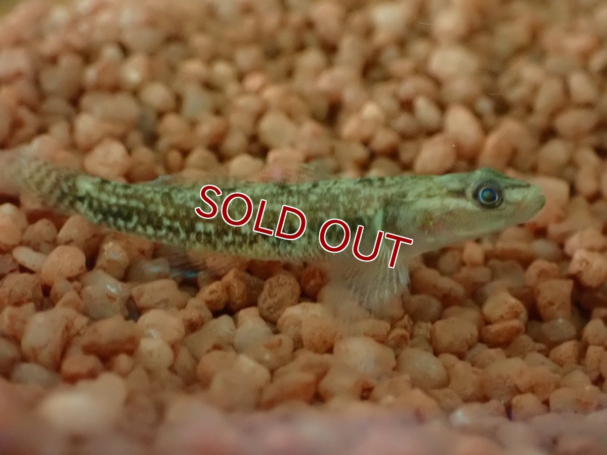 画像2: 【淡水魚】【通販】リノゴビウス ウーイエンシス【1匹 サンプル画像】（淡水ハゼ）（生体）（熱帯魚）NK (2)